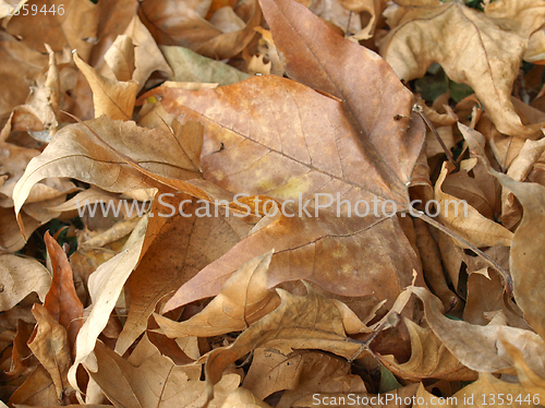 Image of Falling leaves