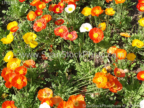 Image of Papavers picture