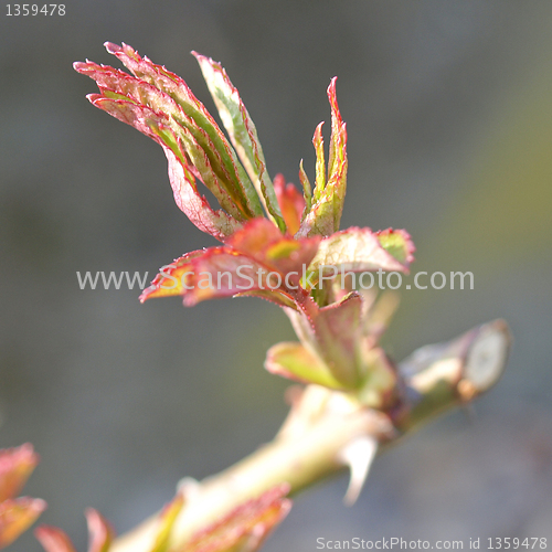 Image of Bud picture