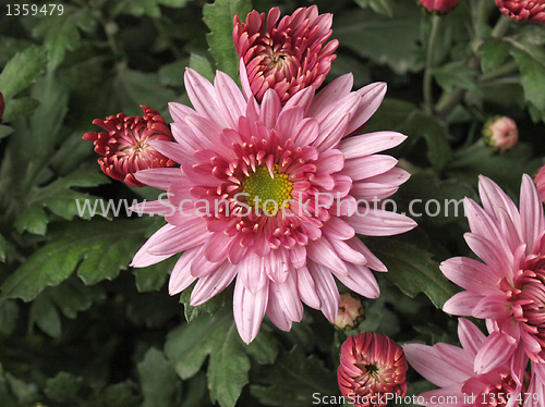 Image of Chrysanthemum picture