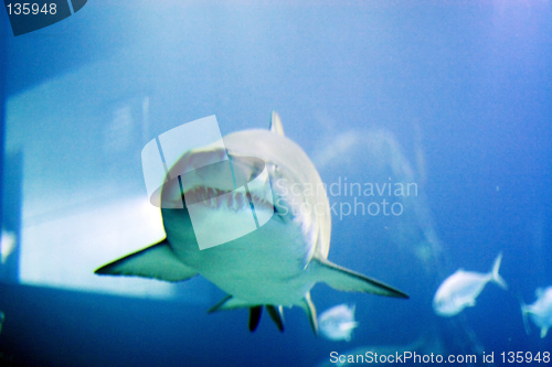 Image of Oceanario de Lisboa, shark