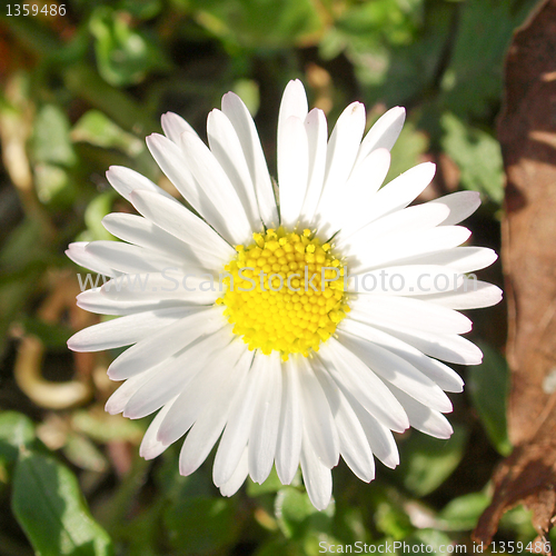 Image of Daisy