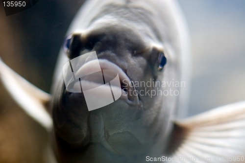 Image of Oceanario de Lisboa