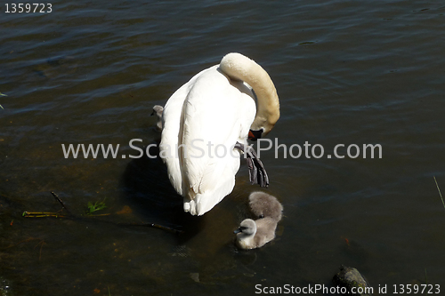 Image of Swan And Signets 