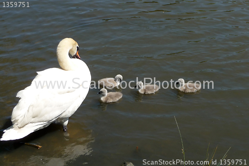 Image of Swan And Signets 