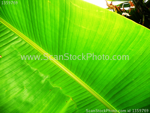 Image of Green Leaf Background 