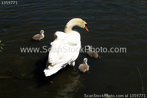 Image of Swan And Signets 