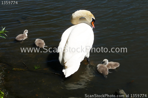 Image of Swan And Signets 