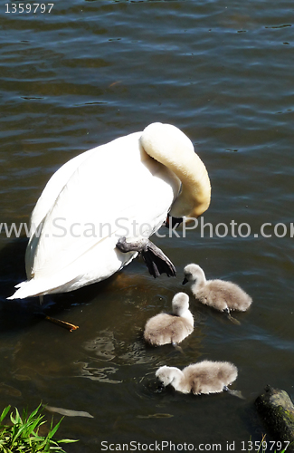 Image of Swan And Signets 