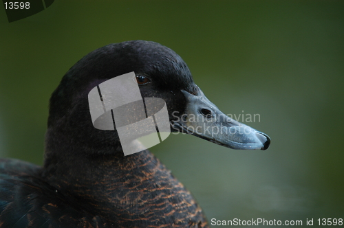 Image of Duck_19.06.2005