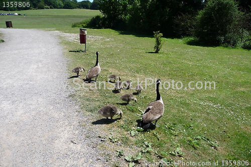 Image of Canadian Geese Family 