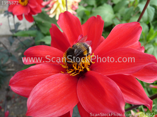 Image of Red Flower With Bee