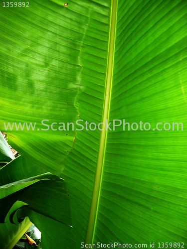 Image of Green Leaf Background 