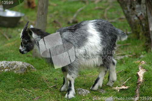 Image of Goat_19.06.2005