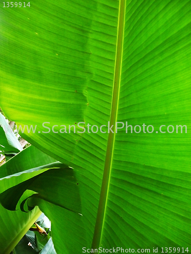 Image of Green Leaf Background 