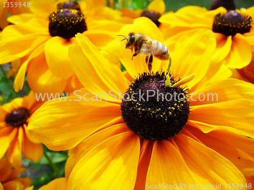 Image of Honey Bee On Yellow Flower