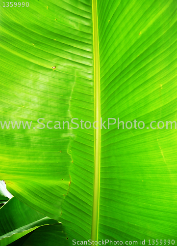 Image of Green Leaf Background 