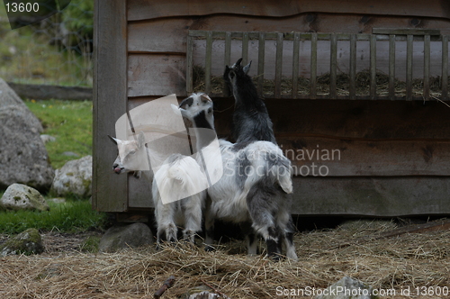 Image of Goats_19.06.2005
