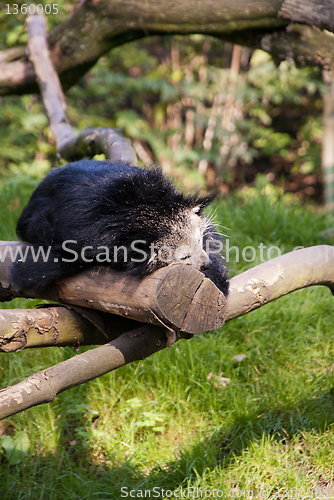 Image of Binturong