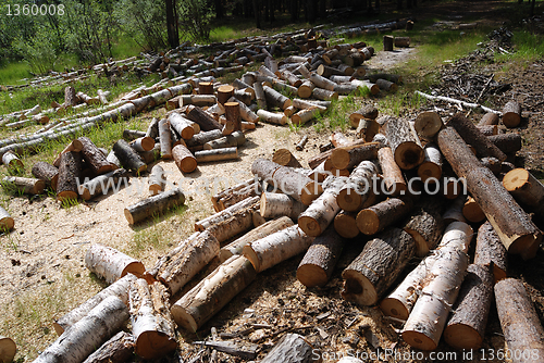 Image of off cuts of wood