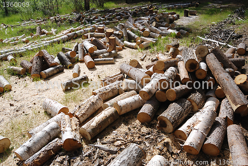 Image of off cuts of wood