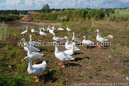 Image of flock of domestic geese 