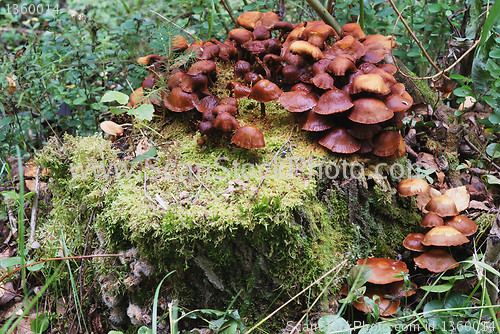 Image of mushrooms on a treestump