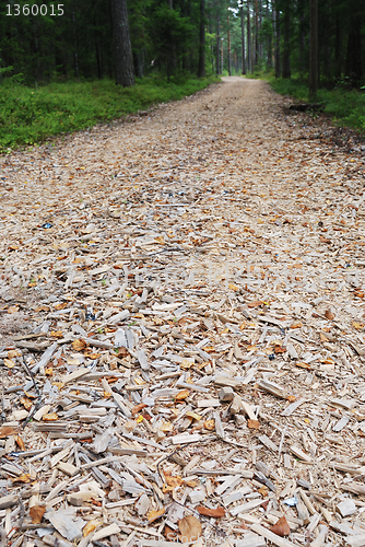 Image of back road in forest