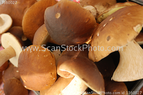 Image of group of edible mushrooms close up