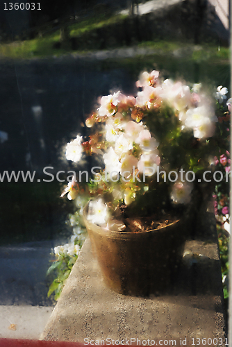 Image of blurred image of flowers 