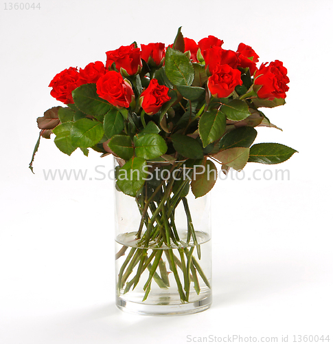 Image of red roses