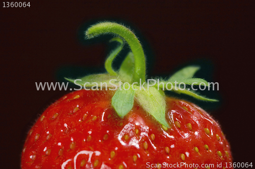 Image of strawberry macro