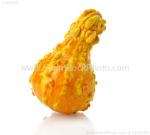 Image of Mini Pumpkin