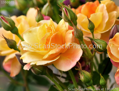 Image of pink and yellow roses