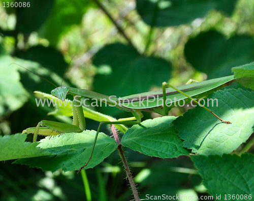 Image of Praying Mantis