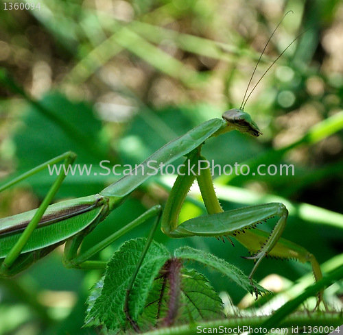 Image of Praying Mantis 