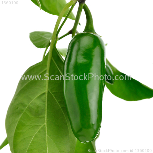 Image of hot green pepper