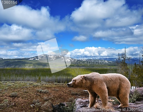 Image of mountain landscape with bear