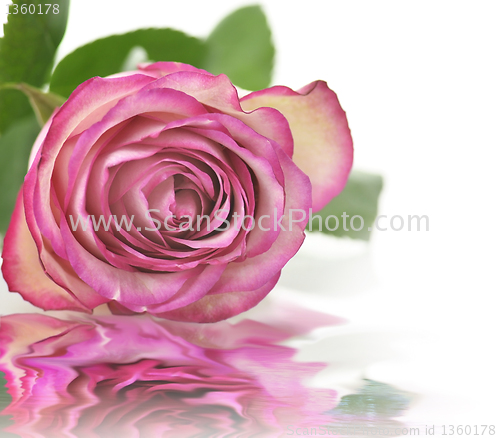 Image of pink rose