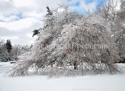 Image of after ice storm