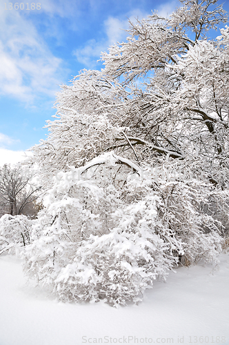 Image of trees after ice storm