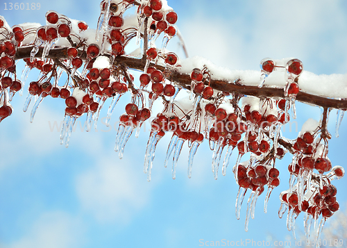 Image of branch with  red berries after ice storm