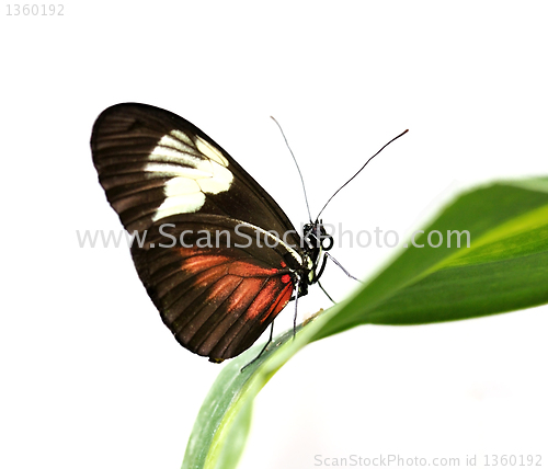 Image of tropical butterfly