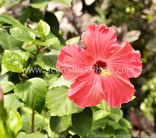 Image of hibiscus flower