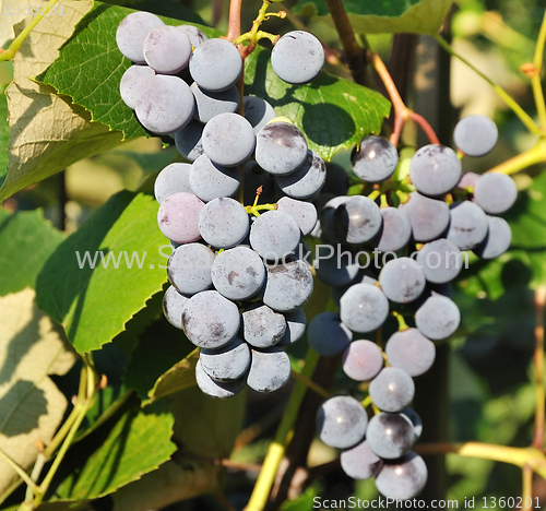 Image of bunches of blue grapes in Vineyard