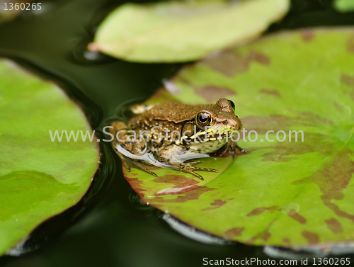 Image of water frog
