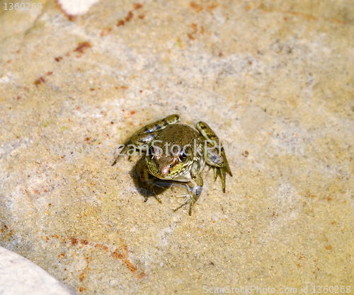 Image of water green frog