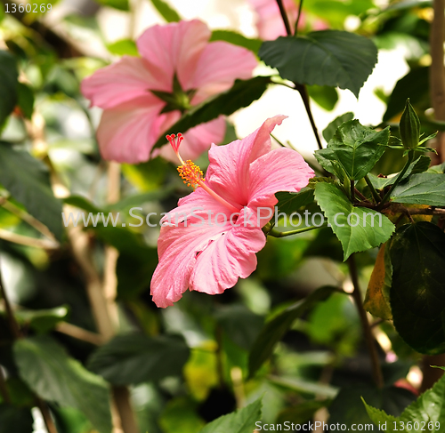 Image of Pink Hibiscus Flowers