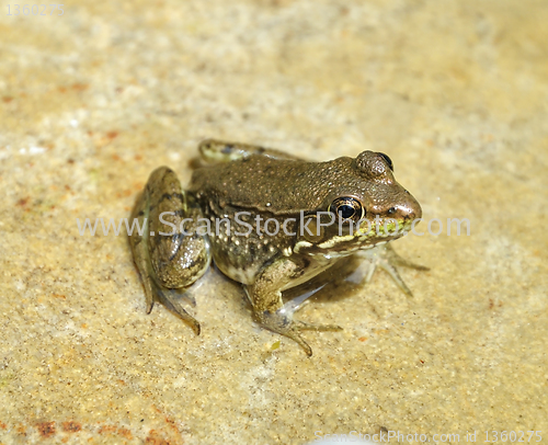 Image of water green frog