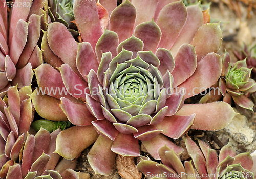 Image of sempervivum